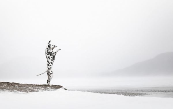 Лучшие кадры собачьей жизни: стали известны победители конкурса Dog Photography Awards 2025 - Экологические новости на ECOportal.su