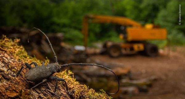 Великолепие дикой природы: объявлены победители престижного фотоконкурса - Экологические новости на ECOportal.su