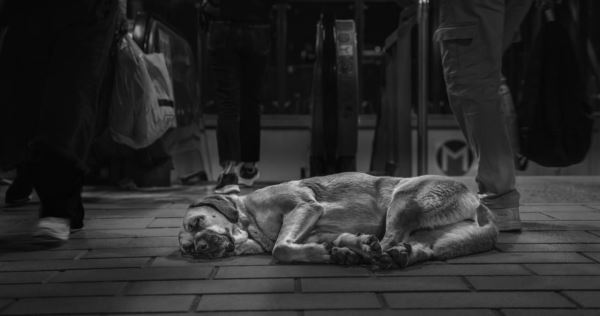 Лучшие кадры собачьей жизни: стали известны победители конкурса Dog Photography Awards 2025 - Экологические новости на ECOportal.su