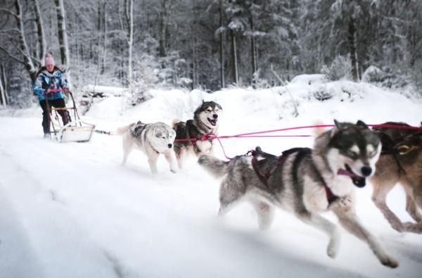 Лучшие кадры собачьей жизни: стали известны победители конкурса Dog Photography Awards 2025 - Экологические новости на ECOportal.su