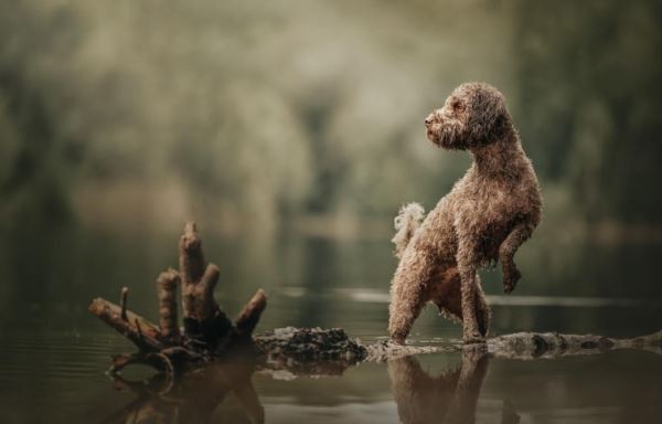 Лучшие кадры собачьей жизни: стали известны победители конкурса Dog Photography Awards 2025 - Экологические новости на ECOportal.su