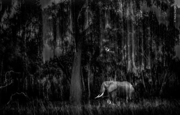 Шикарные снимков финалистов конкурса фотографий дикой природы WPOTY 2025 - Экологические новости на ECOportal.su