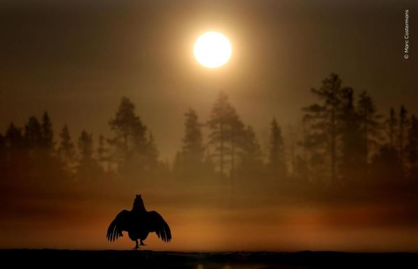 Шикарные снимков финалистов конкурса фотографий дикой природы WPOTY 2025 - Экологические новости на ECOportal.su