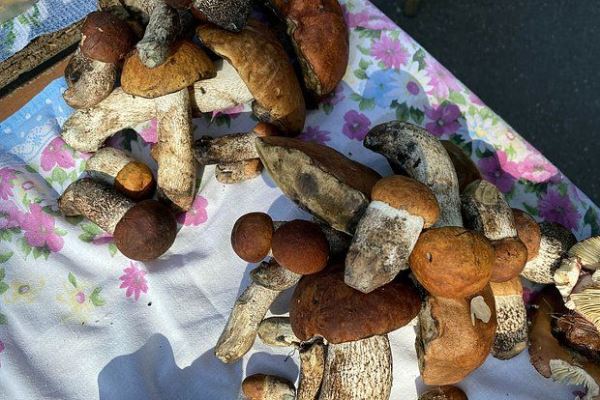 Невидимая угроза: почему даже съедобные грибы могут быть опасны — Экологические новости на ECOportal.su