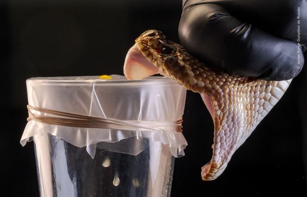 Великолепие дикой природы: объявлены победители престижного фотоконкурса - Экологические новости на ECOportal.su
