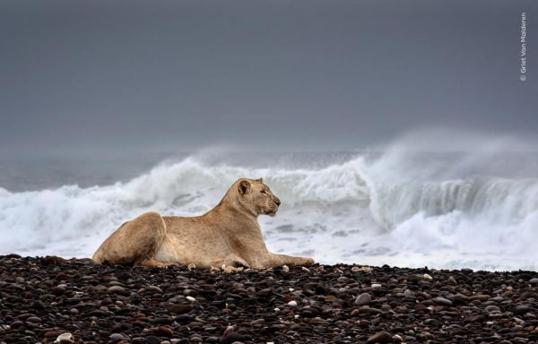 Великолепие дикой природы: объявлены победители престижного фотоконкурса - Экологические новости на ECOportal.su