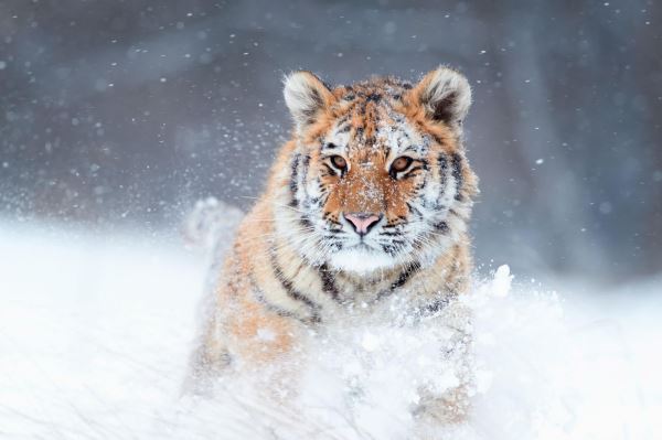 Российская фауна: 10 самых удивительных созданий - Экологические новости на ECOportal.su