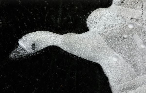 Шикарные снимков финалистов конкурса фотографий дикой природы WPOTY 2025 - Экологические новости на ECOportal.su