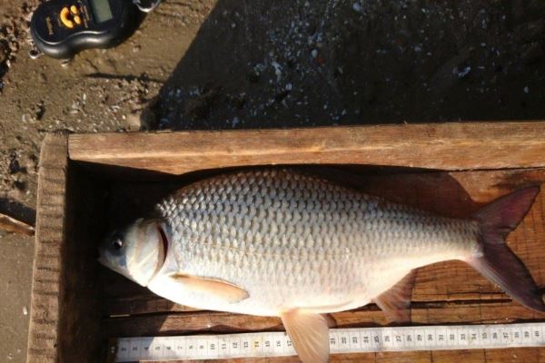 Запрет на ловлю воблы в Астрахани могут продлить до 2031 года — Экологические новости на ECOportal.su