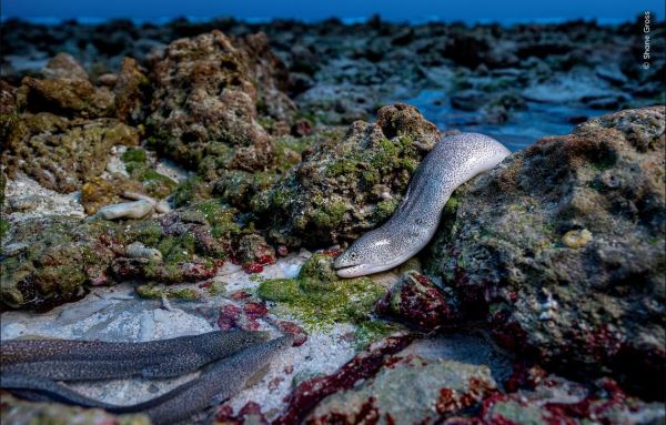 Великолепие дикой природы: объявлены победители престижного фотоконкурса - Экологические новости на ECOportal.su