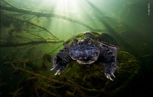 Шикарные снимков финалистов конкурса фотографий дикой природы WPOTY 2025 - Экологические новости на ECOportal.su