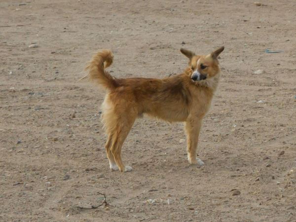 Собаки-достояние: 7 пород, признанных национальным достоянием своих стран - Экологические новости на ECOportal.su