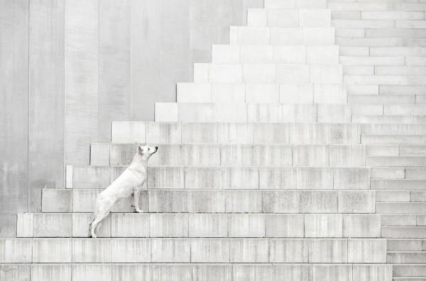 Лучшие кадры собачьей жизни: стали известны победители конкурса Dog Photography Awards 2025 - Экологические новости на ECOportal.su