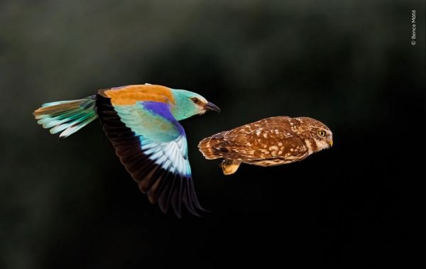 Великолепие дикой природы: объявлены победители престижного фотоконкурса - Экологические новости на ECOportal.su