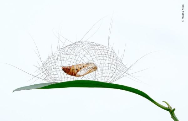 Шикарные снимков финалистов конкурса фотографий дикой природы WPOTY 2025 - Экологические новости на ECOportal.su