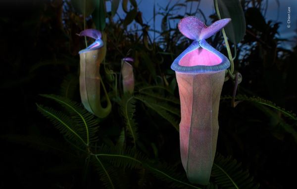 Великолепие дикой природы: объявлены победители престижного фотоконкурса - Экологические новости на ECOportal.su