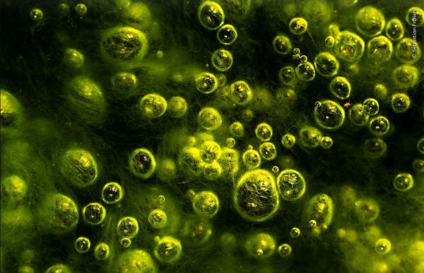 Великолепие дикой природы: объявлены победители престижного фотоконкурса - Экологические новости на ECOportal.su