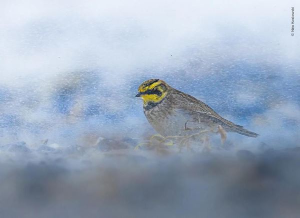 Шикарные снимков финалистов конкурса фотографий дикой природы WPOTY 2025 - Экологические новости на ECOportal.su