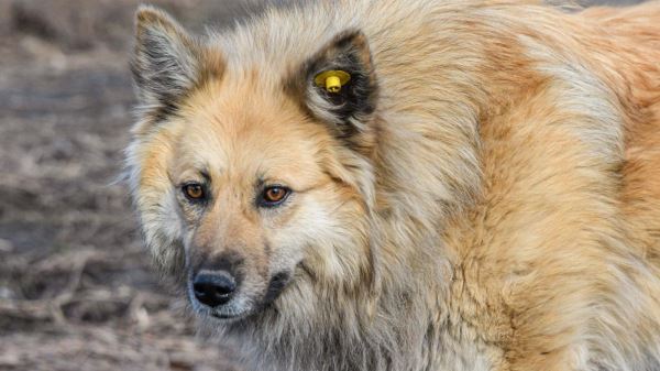 В Петербурге утвердили новый план защиты от бездомных собак — Экологические новости на ECOportal.su