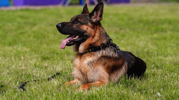 В России расширят список опасных пород собак — Экологические новости на ECOportal.su