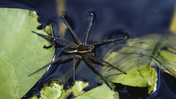 Удивительные существа, способные ходить по воде - Экологические новости на ECOportal.su