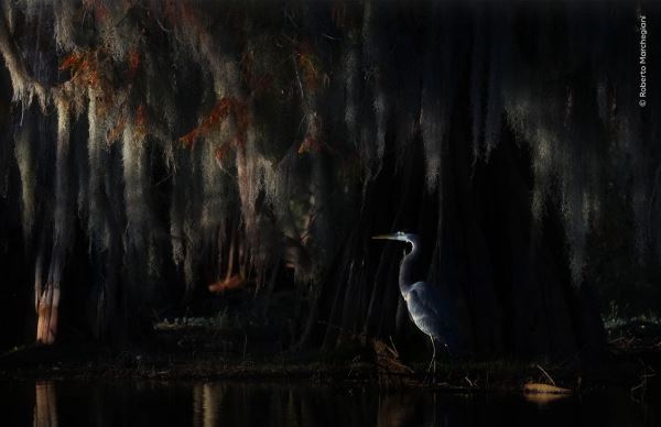 Шикарные снимков финалистов конкурса фотографий дикой природы WPOTY 2025 - Экологические новости на ECOportal.su