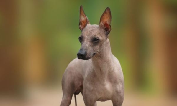 5 самых пород собак с самой странной внешностью: фото - Экологические новости на ECOportal.su