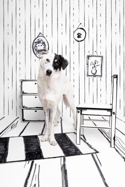 Лучшие кадры собачьей жизни: стали известны победители конкурса Dog Photography Awards 2025 - Экологические новости на ECOportal.su