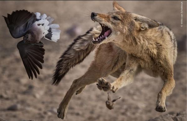 Шикарные снимков финалистов конкурса фотографий дикой природы WPOTY 2025 - Экологические новости на ECOportal.su