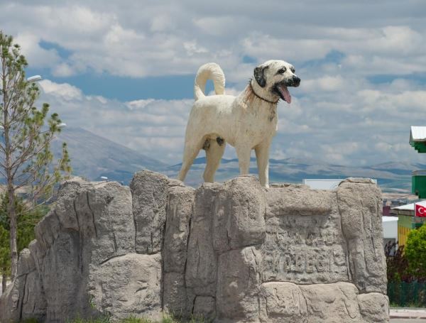 Собаки-достояние: 7 пород, признанных национальным достоянием своих стран - Экологические новости на ECOportal.su