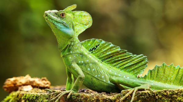 Удивительные существа, способные ходить по воде - Экологические новости на ECOportal.su