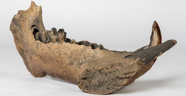 Гиппопотамы жили в Европе во время последнего ледникового периода — Экологические новости на ECOportal.su