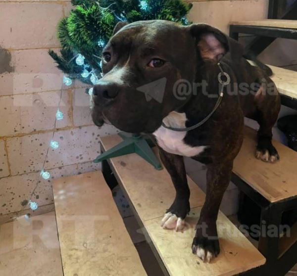 Москвичка оспорит штраф за «неубранную мочу» собаки — Экологические новости на ECOportal.su