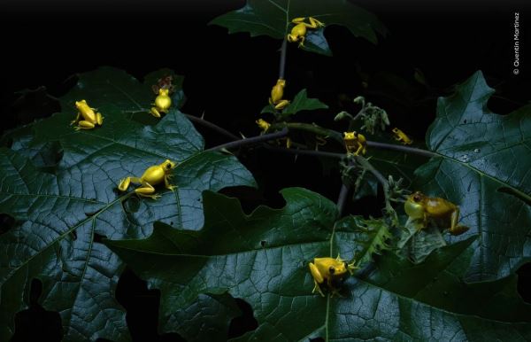 Великолепие дикой природы: объявлены победители престижного фотоконкурса - Экологические новости на ECOportal.su