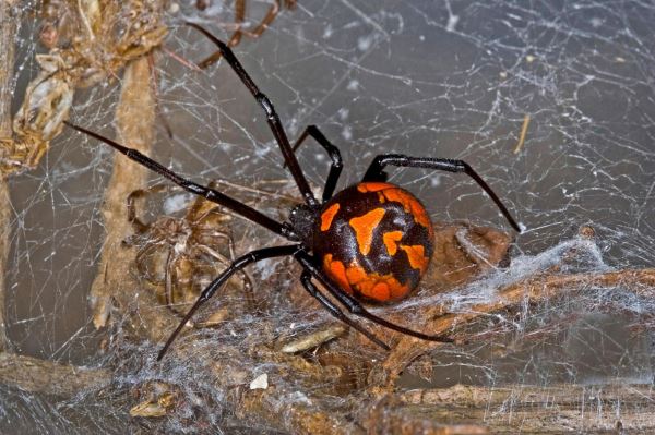 Российская фауна: 10 самых удивительных созданий - Экологические новости на ECOportal.su