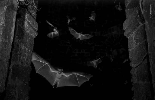 Шикарные снимков финалистов конкурса фотографий дикой природы WPOTY 2025 - Экологические новости на ECOportal.su