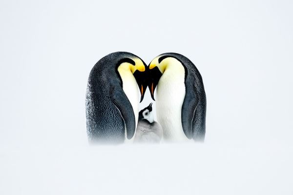 Объявлены победители Nature’s Best Photography Awards 2025 - Экологические новости на ECOportal.su