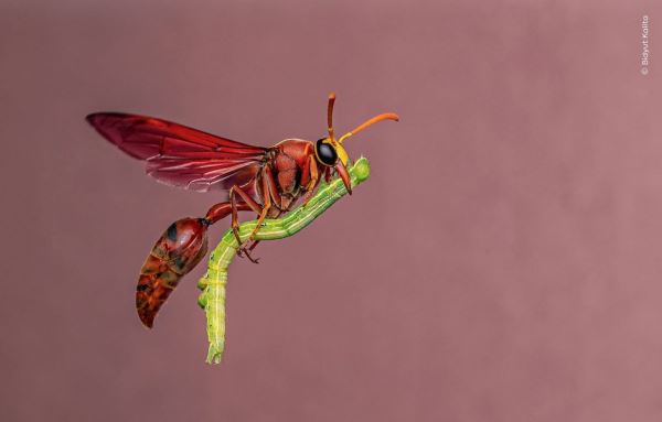 Шикарные снимков финалистов конкурса фотографий дикой природы WPOTY 2025 - Экологические новости на ECOportal.su