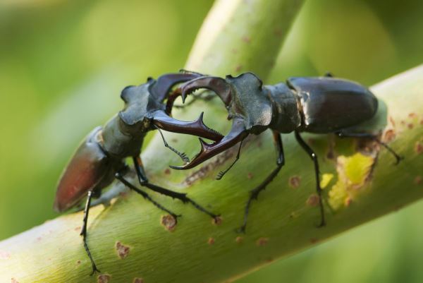Российская фауна: 10 самых удивительных созданий - Экологические новости на ECOportal.su