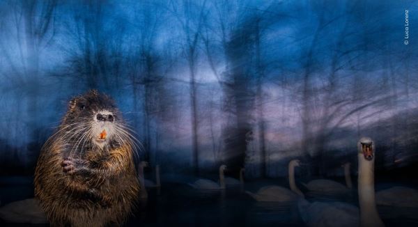 Великолепие дикой природы: объявлены победители престижного фотоконкурса - Экологические новости на ECOportal.su