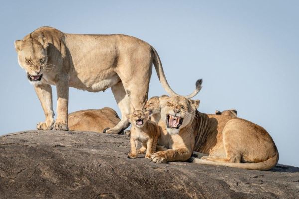 Шедевры юмора: объявлены финальные снимки конкурса смешной фотографии дикой природы - Экологические новости на ECOportal.su