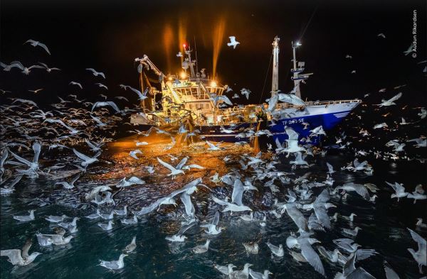 Великолепие дикой природы: объявлены победители престижного фотоконкурса - Экологические новости на ECOportal.su