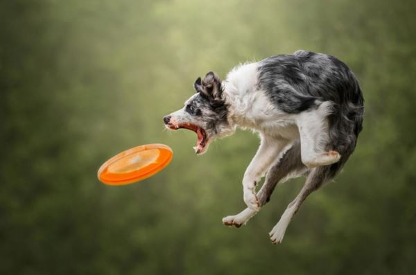 Лучшие кадры собачьей жизни: стали известны победители конкурса Dog Photography Awards 2025 - Экологические новости на ECOportal.su