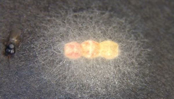 Японские клопы защищают потомство с помощью плесени - Экологические новости на ECOportal.su