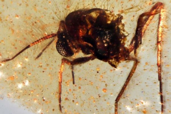 В Амазонии нашли «капсулу времени» с застывшими насекомыми эпохи динозавров — Экологические новости на ECOportal.su