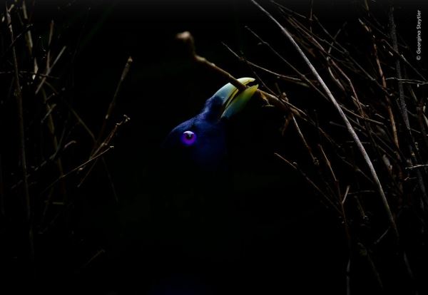 Шикарные снимков финалистов конкурса фотографий дикой природы WPOTY 2025 - Экологические новости на ECOportal.su