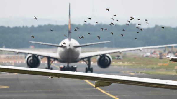 Опасных скоплений птиц у аэродромов стало меньше — Экологические новости на ECOportal.su