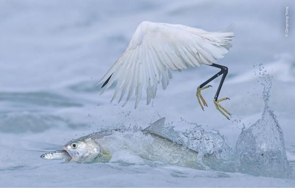Великолепие дикой природы: объявлены победители престижного фотоконкурса - Экологические новости на ECOportal.su