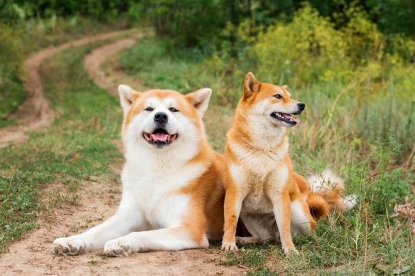 Собаки-достояние: 7 пород, признанных национальным достоянием своих стран - Экологические новости на ECOportal.su