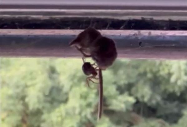 Паук-убийца: ложная черная вдова поймала землеройку — Экологические новости на ECOportal.su